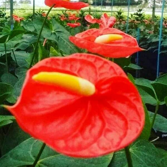 Anthurium andraeanum ORANGE THAI