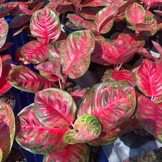 Aglaonema SOMBAT SOM