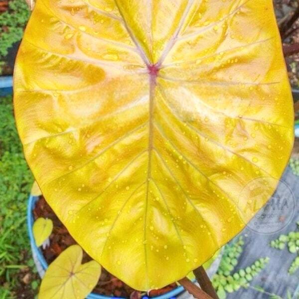 Colocasia ORIOLE