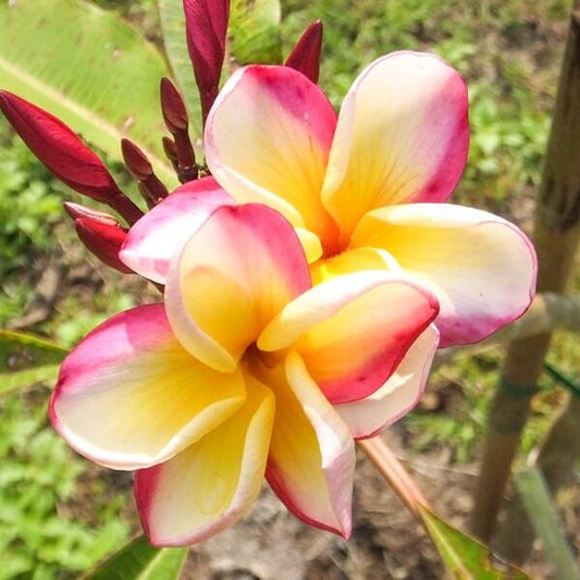 Plumeria P6 Ð SHEERE BEAUTY