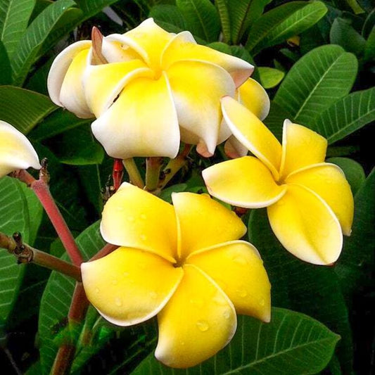 Plumeria P8