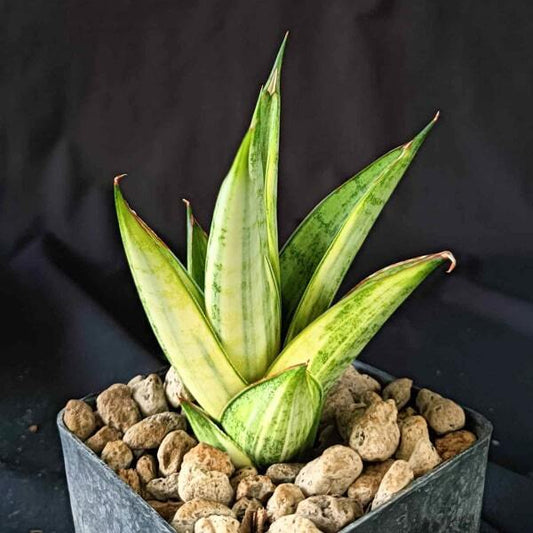 Sansevieria PAGODA VAR
