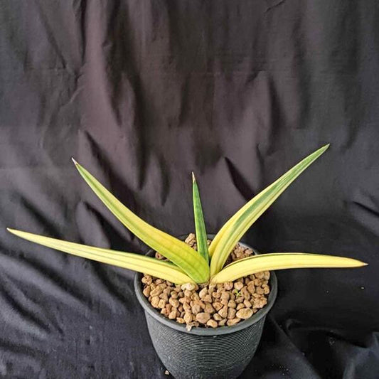 Sansevieria PATENS VAR
