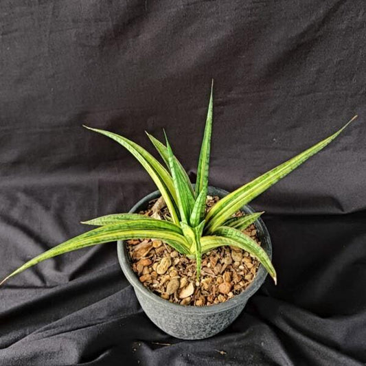 Sansevieria PHENOMENAL VAR