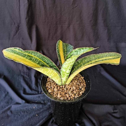Sansevieria PHUPRAMORN DELIGHT VAR