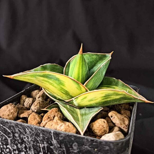 Sansevieria PINGREN VAR