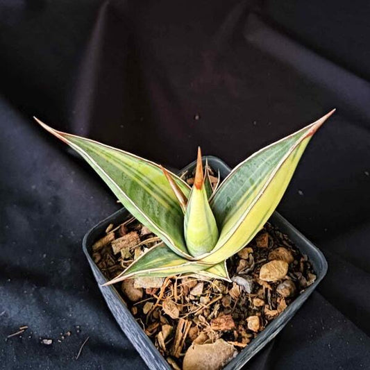 Sansevieria PINGUICULA VAR