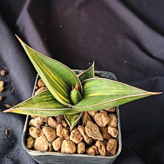 Sansevieria PINGUI BLACK VAR