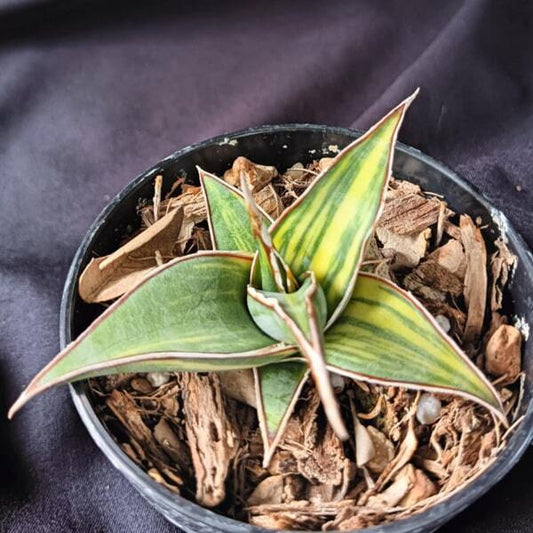 Sansevieria PINGUI LONGIFLORA VAR