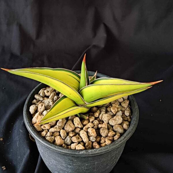 Sansevieria POWELLII VAR