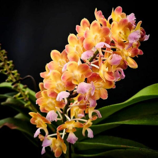 Perreiraara orchid PRRA BANGKOK STAR