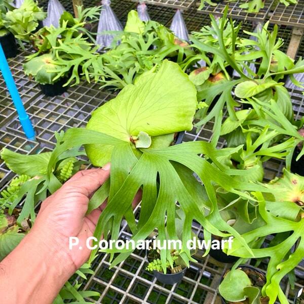 Platycerium P.CORONARIUM DWARF