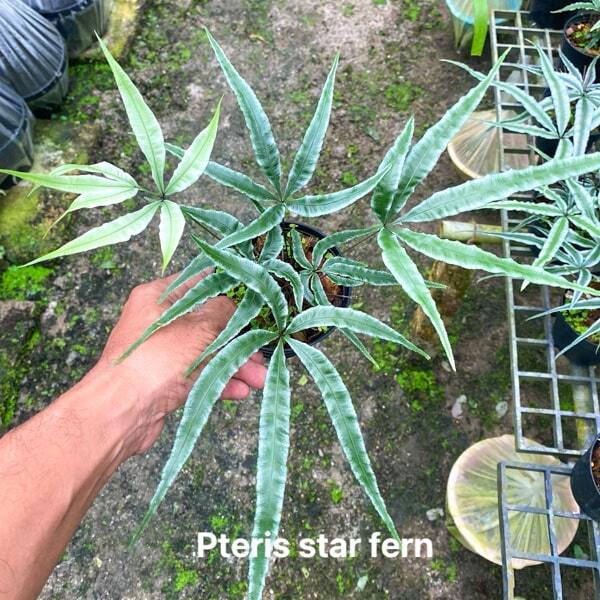 Pteris P.STAR FERN