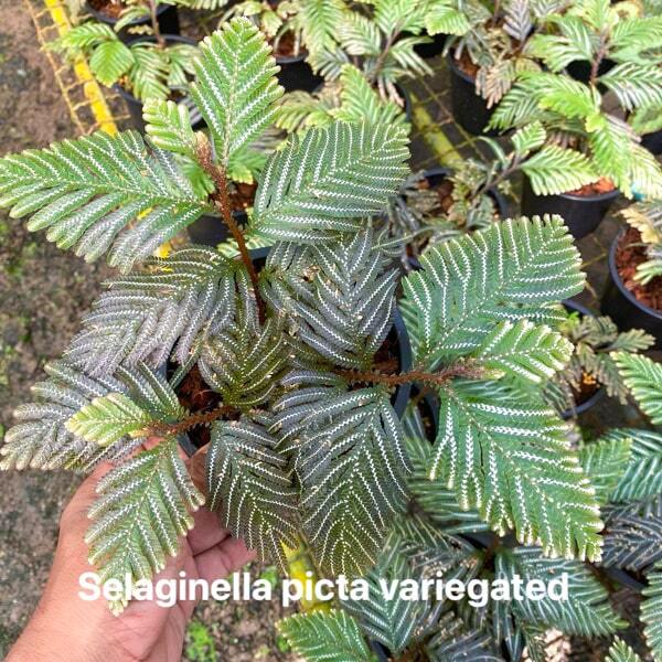 Selaginella S.PICTA VAR