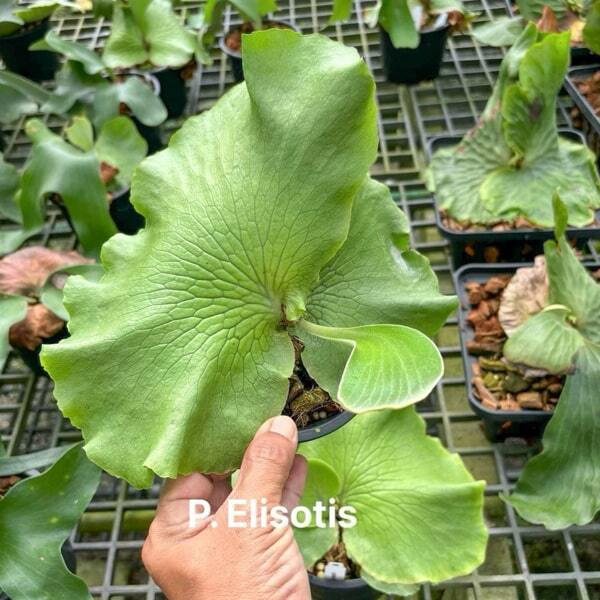 Platycerium P.ELISOTIS