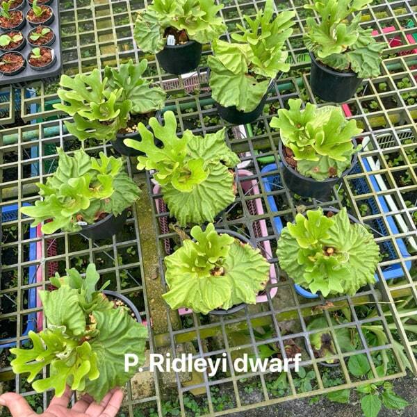 Platycerium P.RIDLEYI DWARF