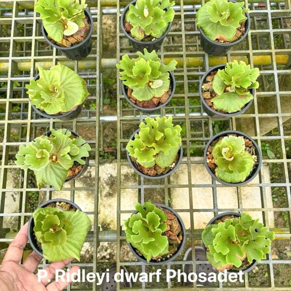 Platycerium P.RIDLEYI DWARF PHOSADET