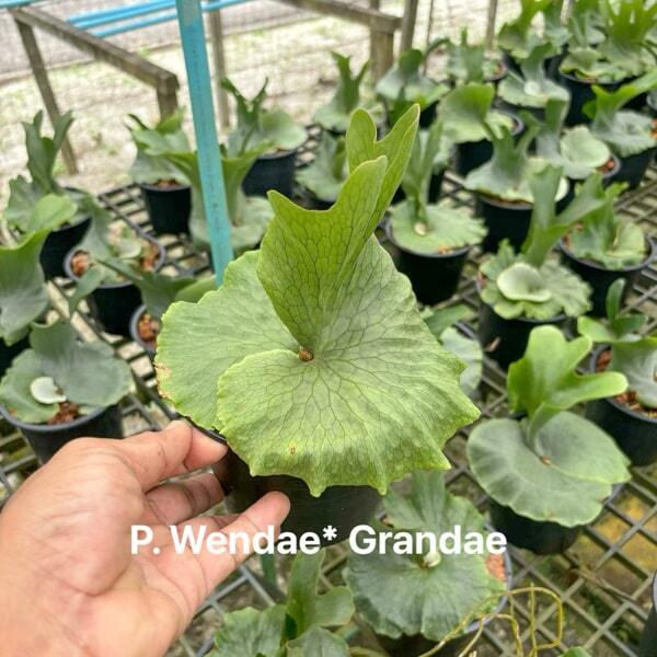 Platycerium P.WANDAE x GRANDAE