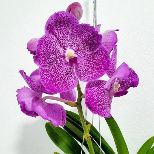 Vanda orchid V PACHARA ROSA DIAMOND