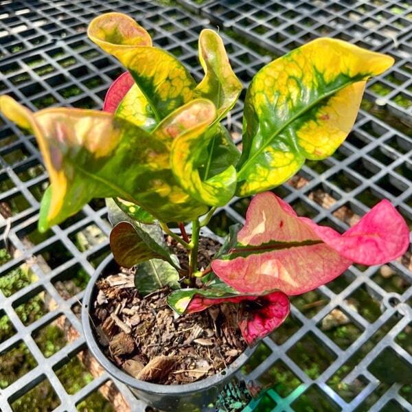 Croton PAD CHOMPHU