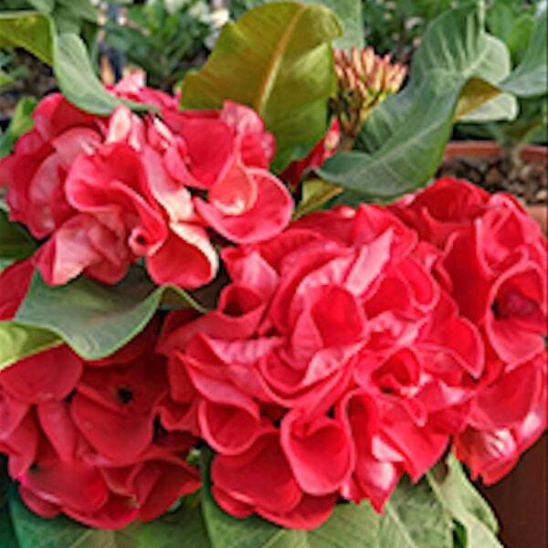 Euphorbia Milii PAD REW