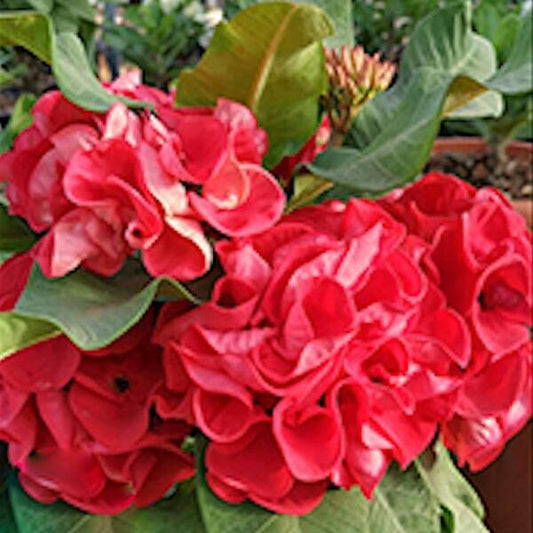 Euphorbia Milii PAD REW