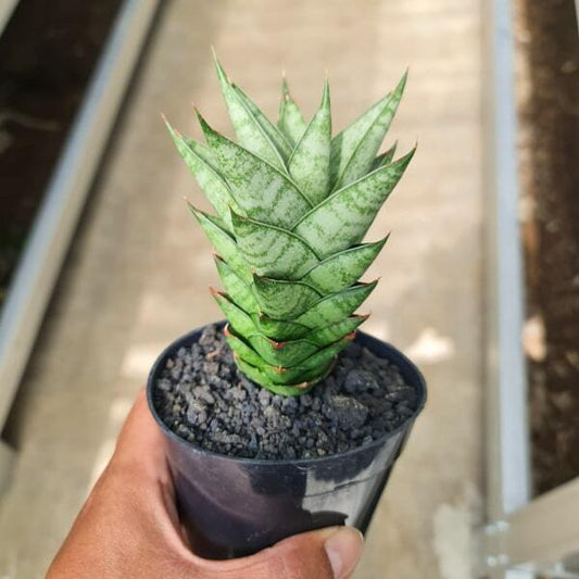Sansevieria PAGODA
