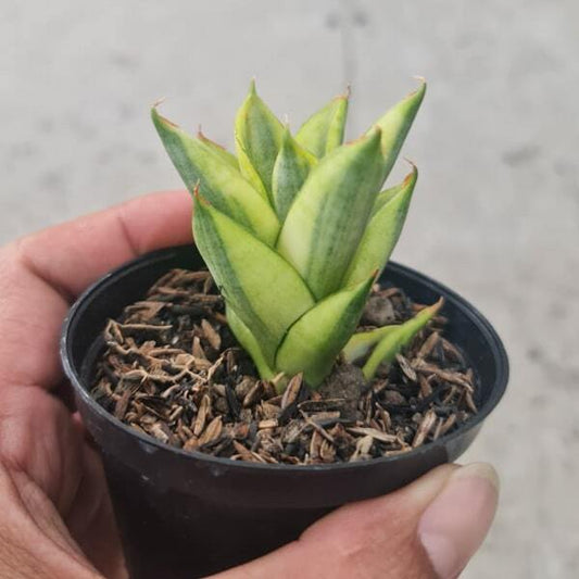 Sansevieria PAGODA VAR