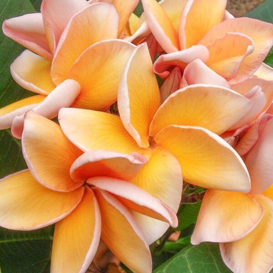 Plumeria PARAMINO