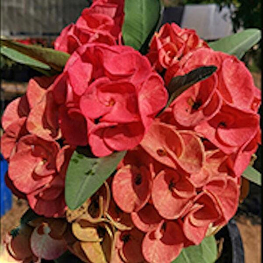 Euphorbia Milii PAN TAWAN