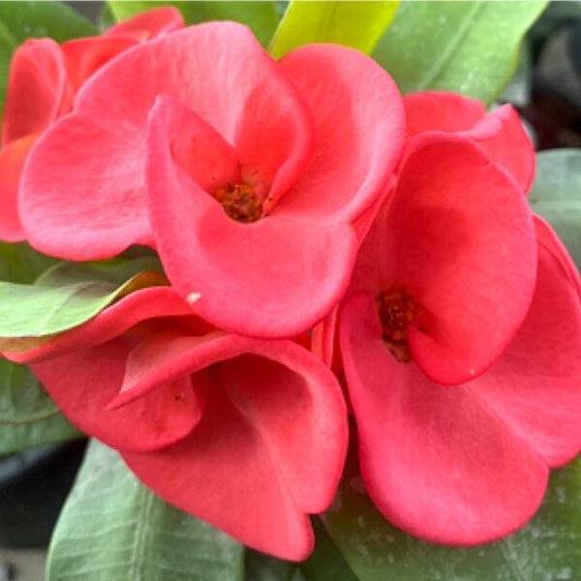 Euphorbia Milii PAN THEP