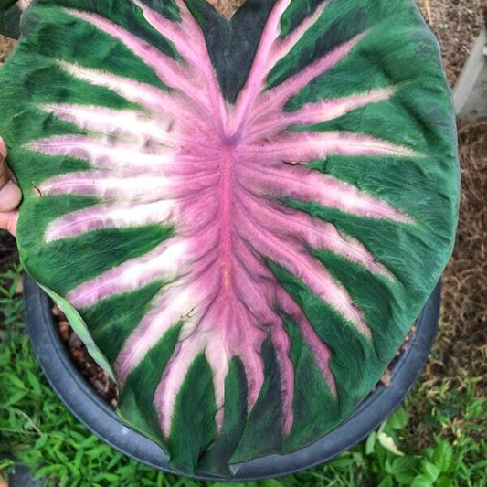 Colocasia PANA ASMALA