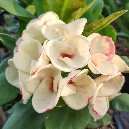 Euphorbia Milii PAO TANG