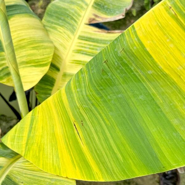 Banana variegated PAPUA