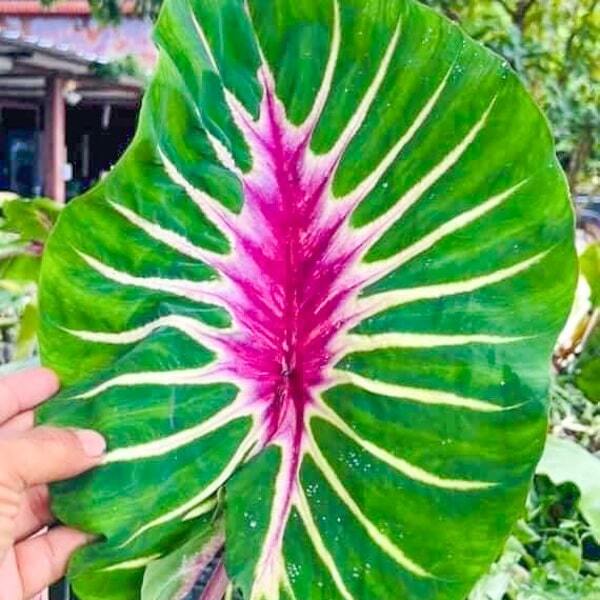 Colocasia PAPUA MANISE