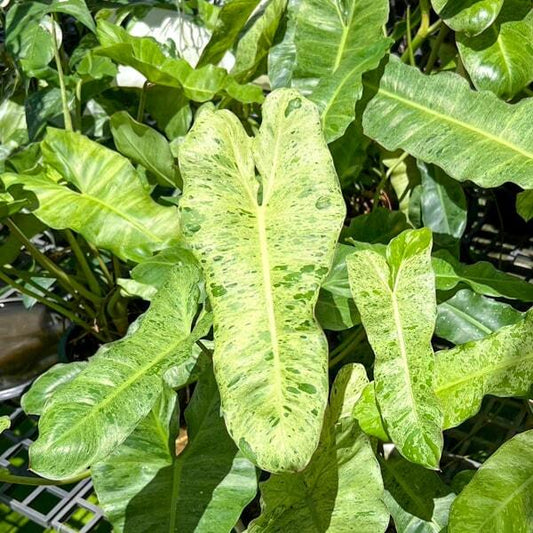 Philodendron PARAISO VERDE