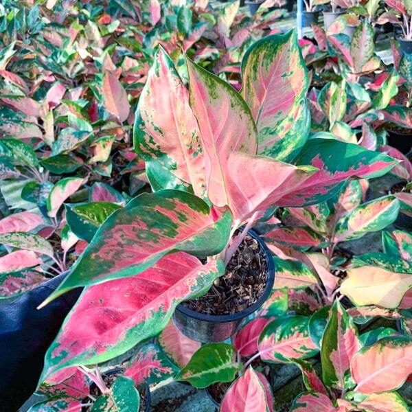 Aglaonema PA RAM RUAY