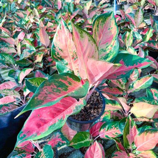 Aglaonema PA RAM RUAY