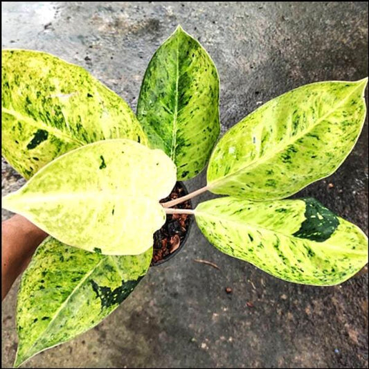 Aglaonema PASTEL