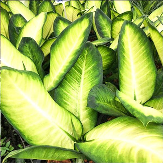 Dieffenbachia PAYA HONG