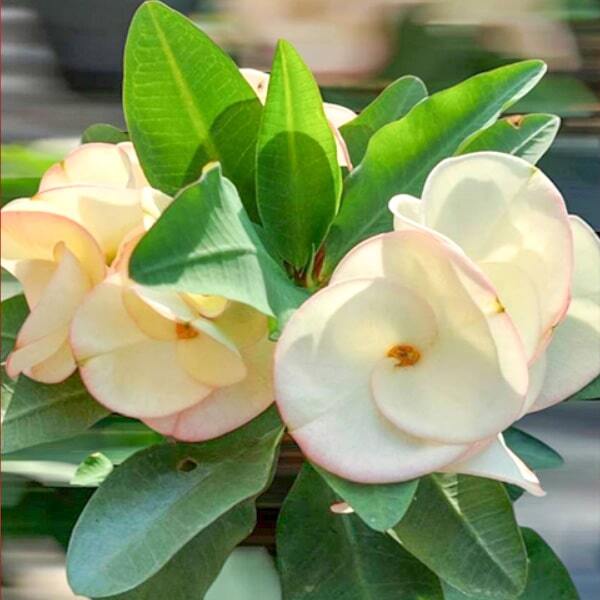 Euphorbia Milii PAYA WHITE