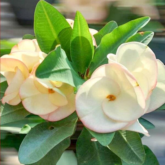 Euphorbia Milii PAYA WHITE
