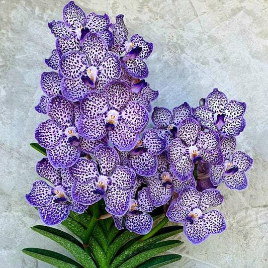 Papilionanda orchid PDA OMAR PADRON