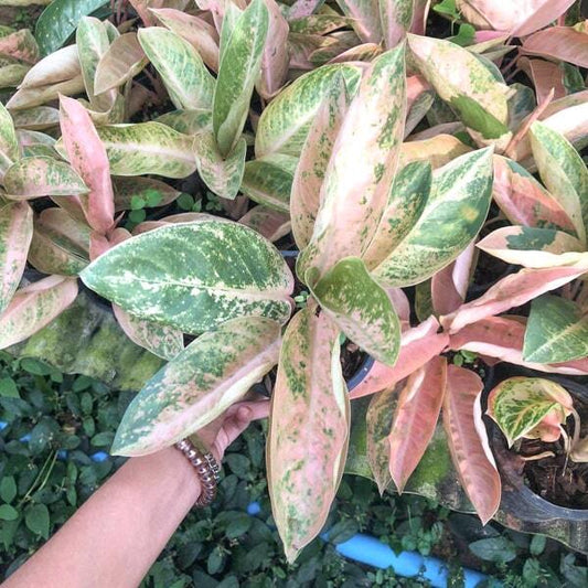 Aglaonema PEACH BANANA