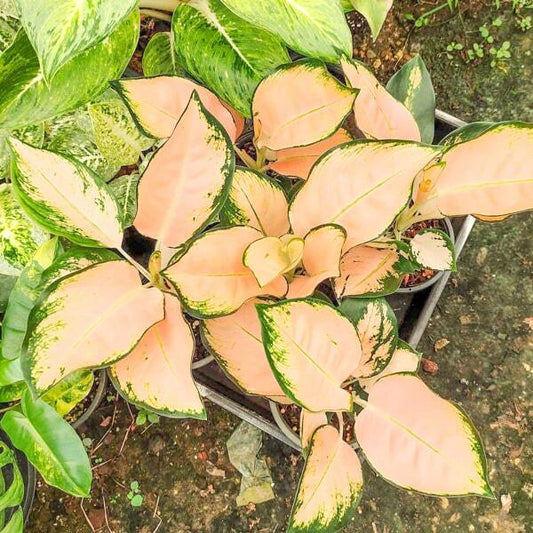 Aglaonema PEACH COCHIN