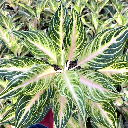 Aglaonema PEACH PANAMA