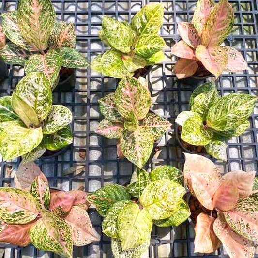 Aglaonema SOMBAT SIAM WHITE