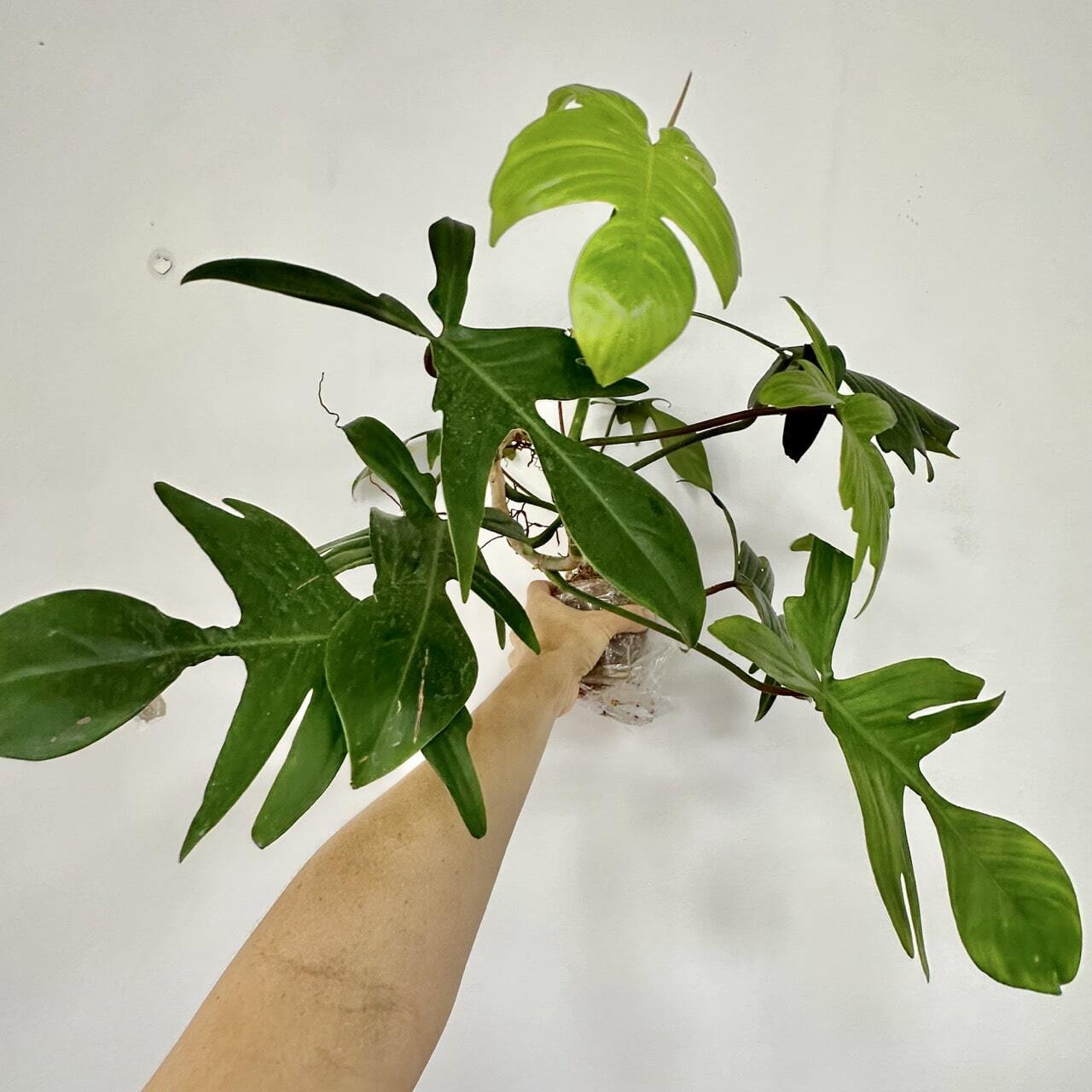 Philodendron PEDATUM