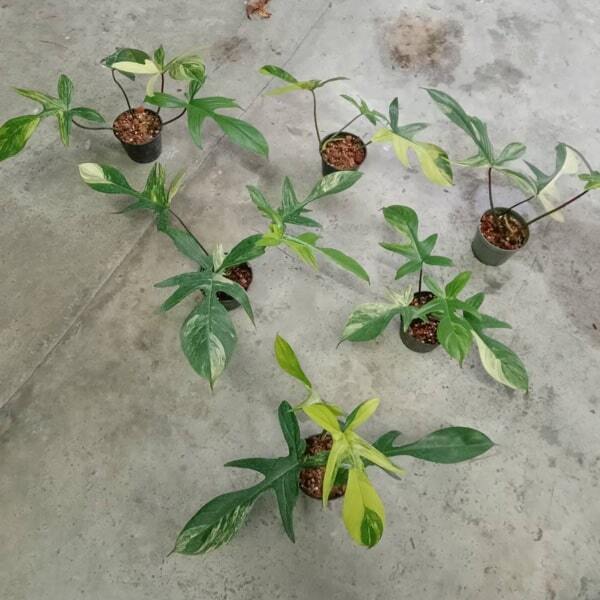 Philodendron PEDATUM VAR