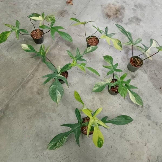 Philodendron PEDATUM VAR